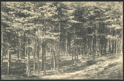 17802 Gezicht in het Kaapse Bos bij Doorn.
